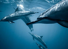 媒体人：陈国豪的去向应该很快会定 预计他会离开北控